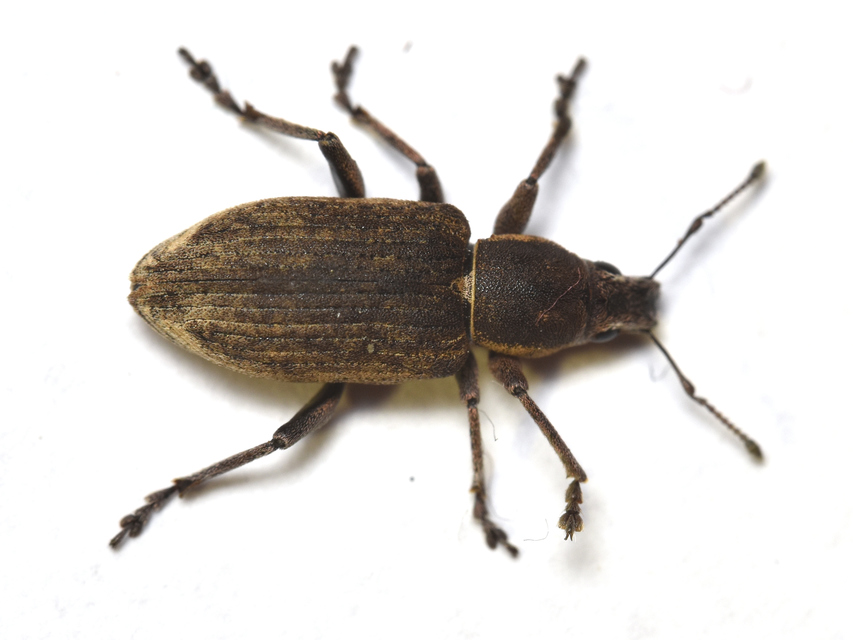 Tanymecus palliatus - közönséges hegyesfarúbarkó