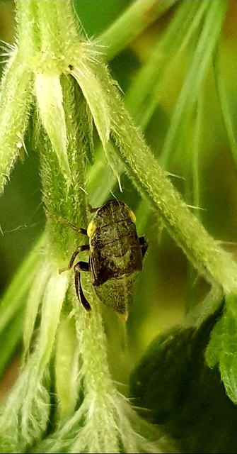Aphrodes
