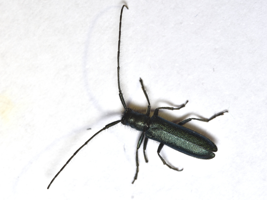 Agapanthia violacea - kék somkórócincér
