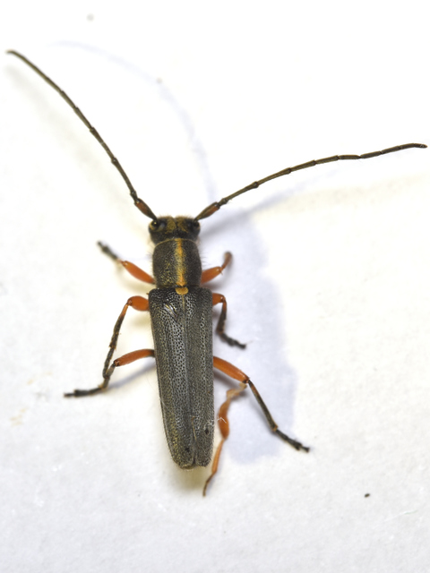 Phytoecia icterica - murokcincér Phytoecia icterica - murokcincér