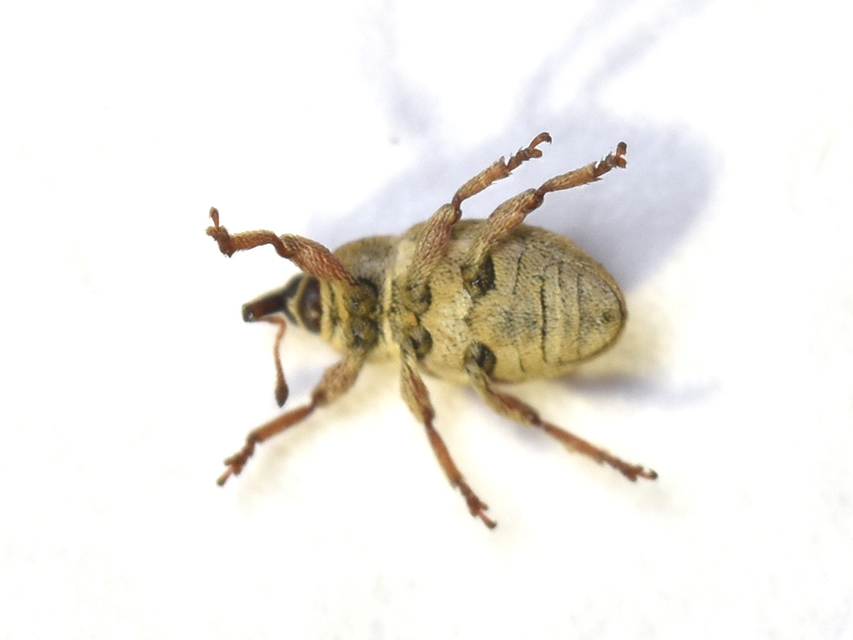Tychius