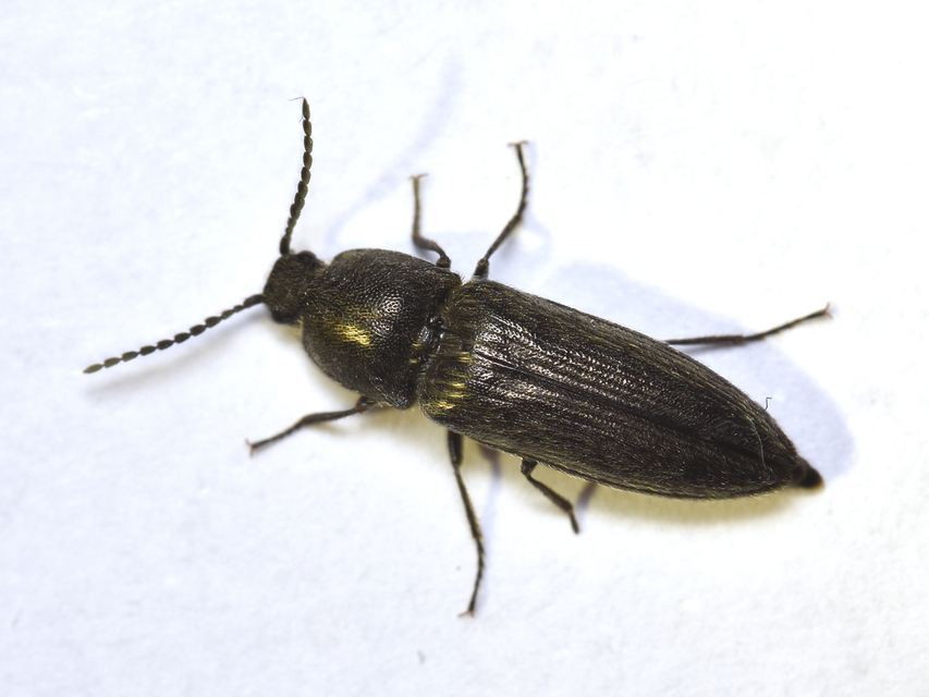 Cidnopus pilosus - szőrös pattanó