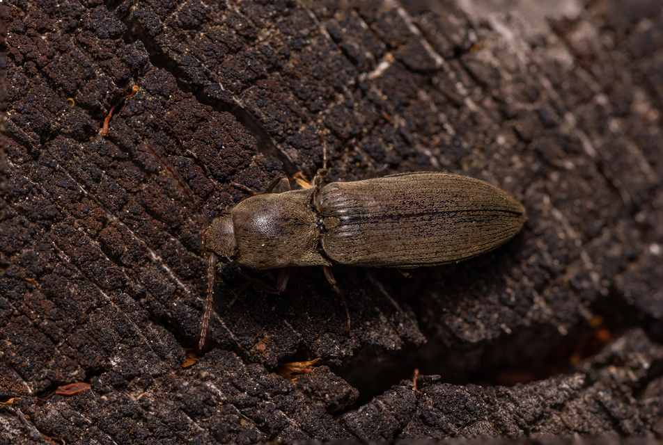 Agriotes pilosellus - erdei pattanó