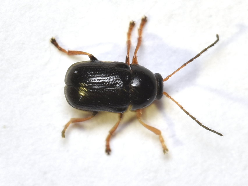 Cryptocephalus bameuli/flavipes