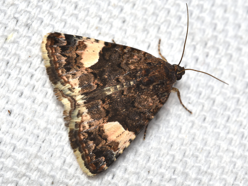 Tyta luctuosa - fekete nappalibagoly