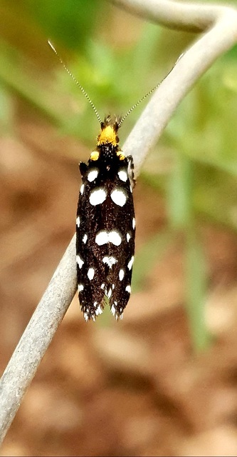 Euplocamus anthracinalis - fésűscsápú korhadékmoly