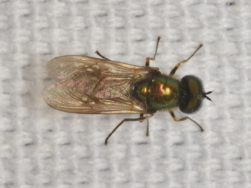Chloromyia formosa - közönséges fémeslégy