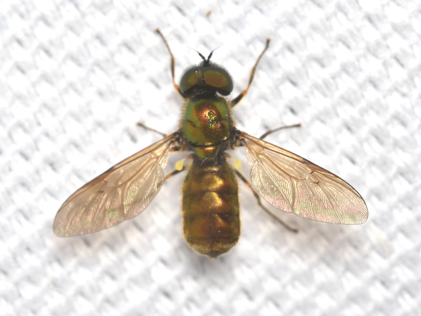 Chloromyia formosa - közönséges fémeslégy