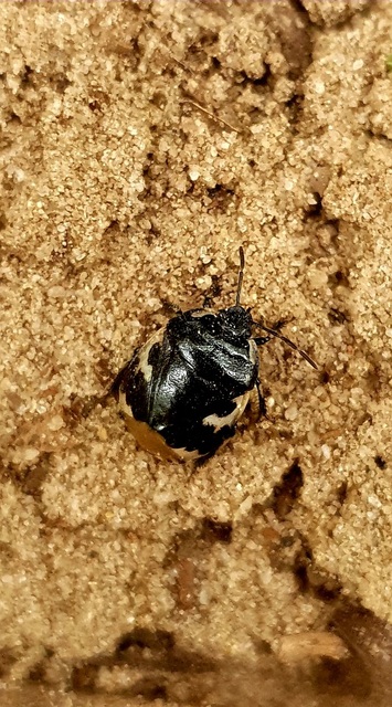 Tritomegas bicolor - foltos földipoloska