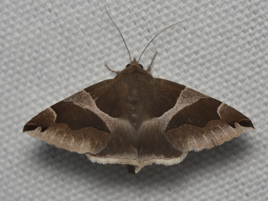 Dysgonia algira - déli porcelánbagoly