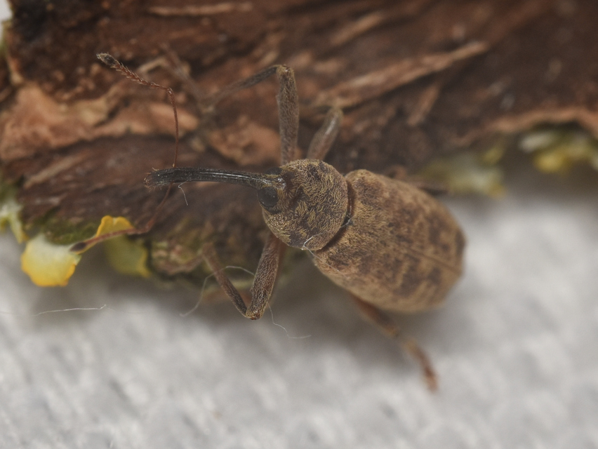 Dorytomus longimanus - kétalakú hangormányos
