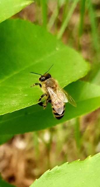 Apis mellifera - háziméh