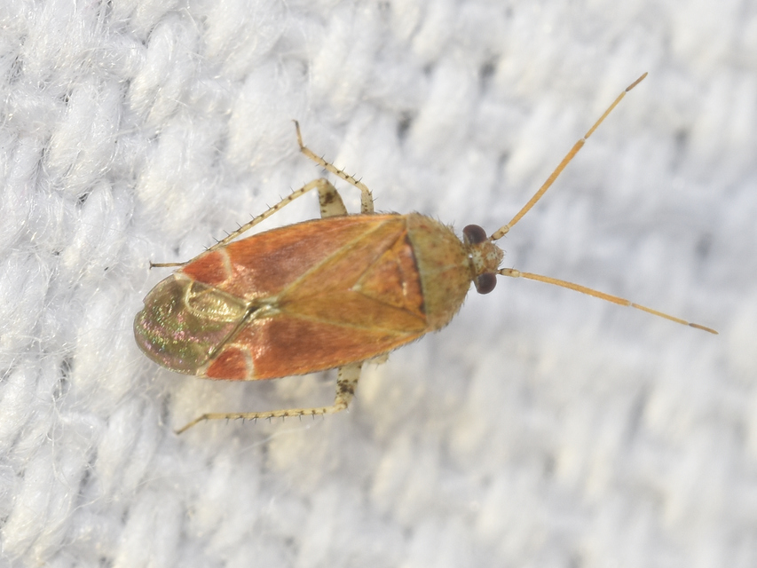 Psallus Psallus