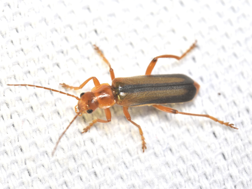 Metacantharis discoidea - fenyves-lágybogár