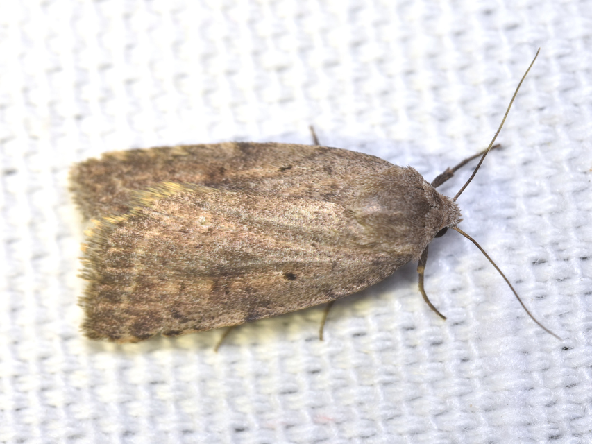Athetis gluteosa - nyugtalan lápibagoly