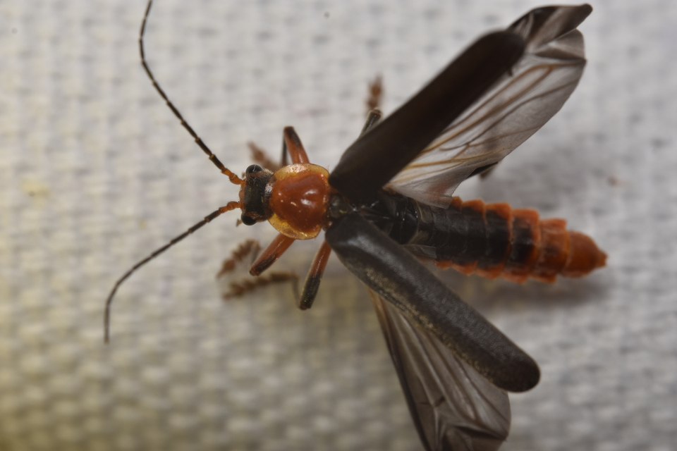 Cantharis livida - mezei lágybogár