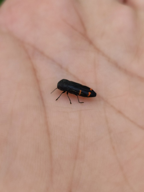 Ptosima undecimmaculata - sárgafoltos díszbogár