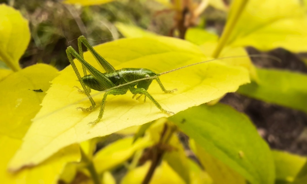 Tettigonia viridissima - zöld lombszöcske