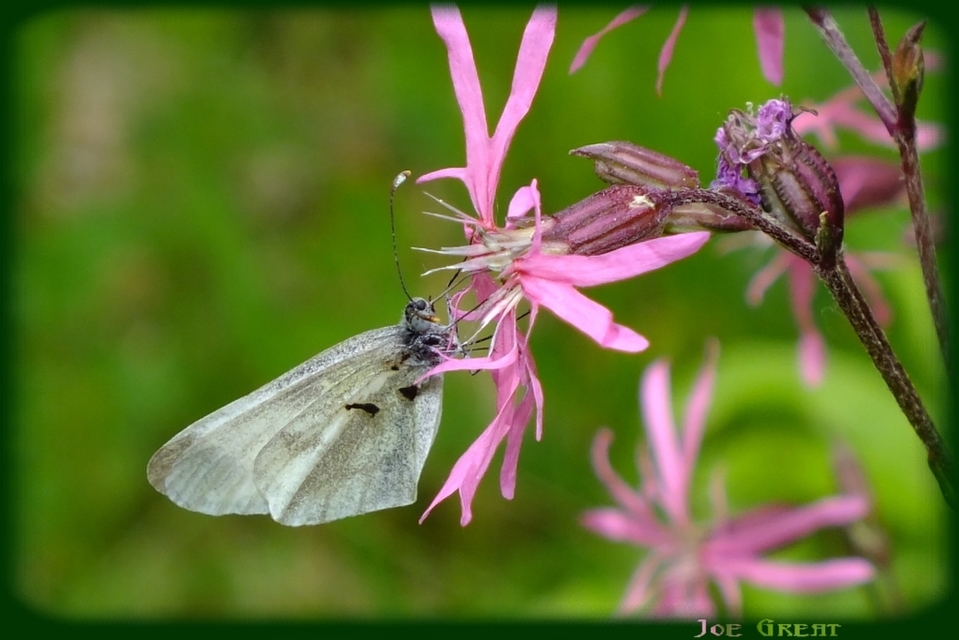Leptidea sinapis - mustárlepke