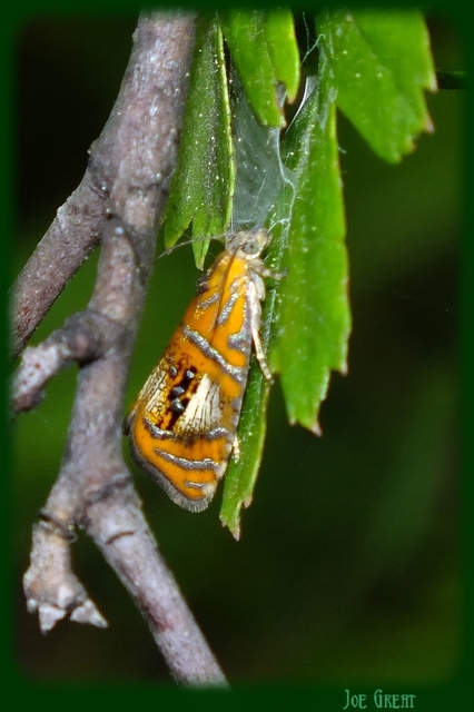 Olethreutes