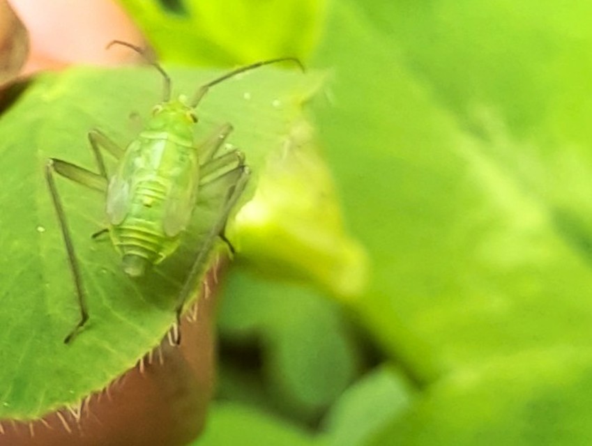 Miridae - mezeipoloskák