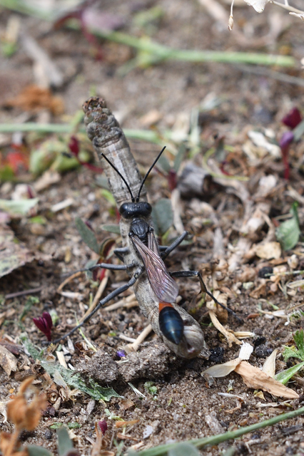 Ammophila sabulosa - homoki hernyóölődarázs