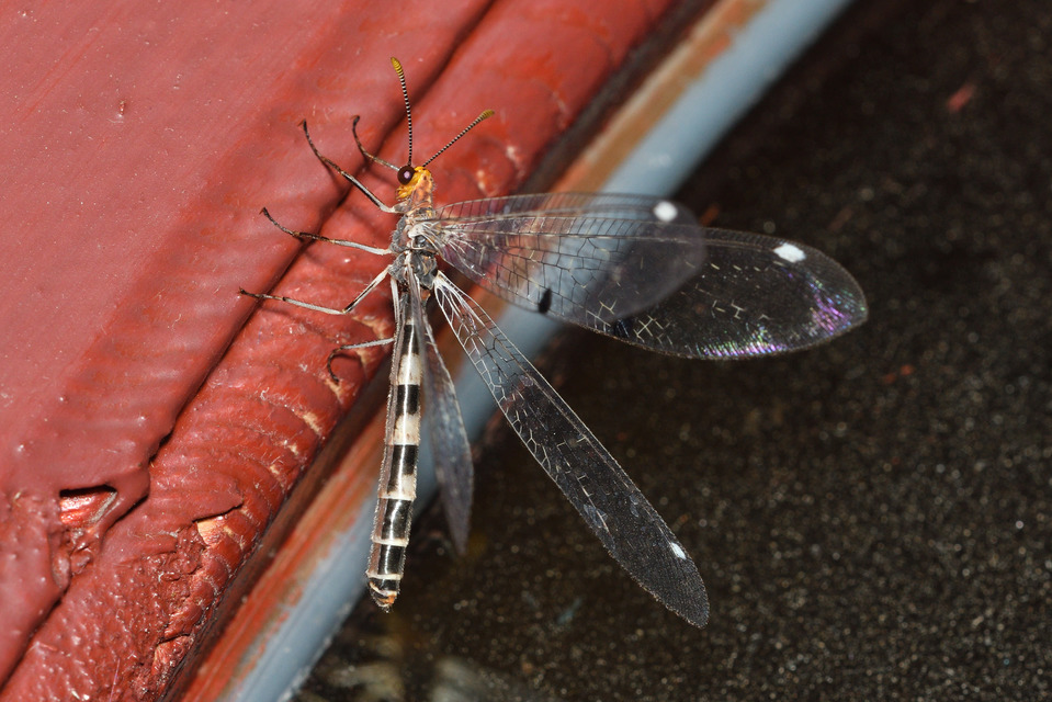 Megistopus flavicornis - kétfoltos hangyaleső