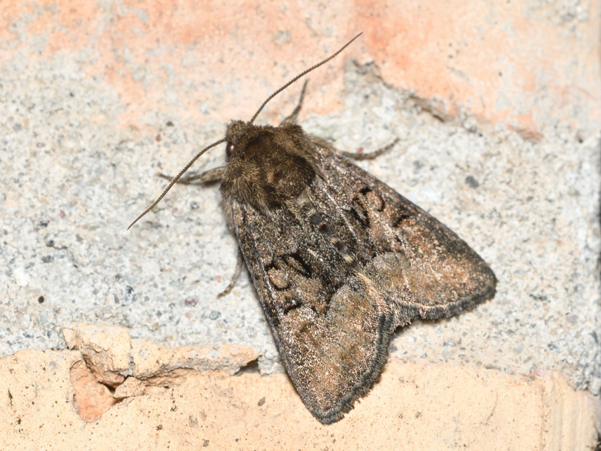 Oligia strigilis/latruncula/versicolor