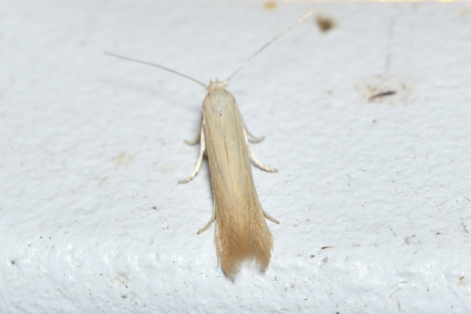Crassa tinctella/unitella