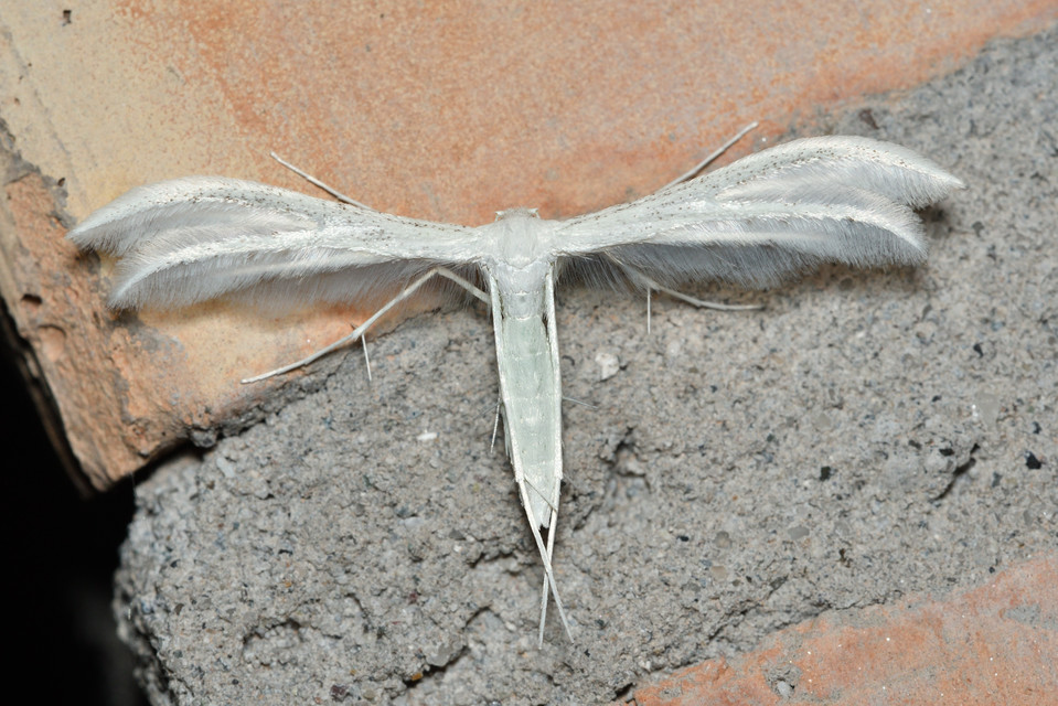 Pterophorus pentadactyla - fehér tollasmoly