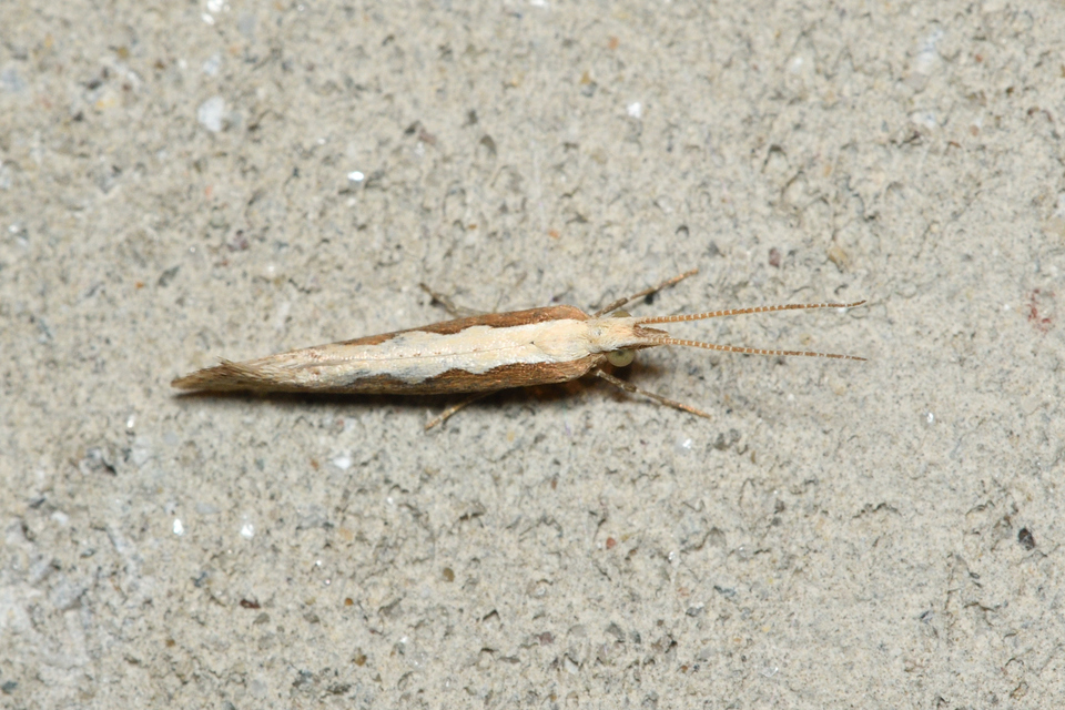 Plutella xylostella - káposztamoly
