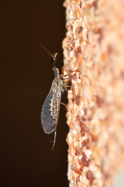 Raphidioptera - Tevenyakú-fátyolkák