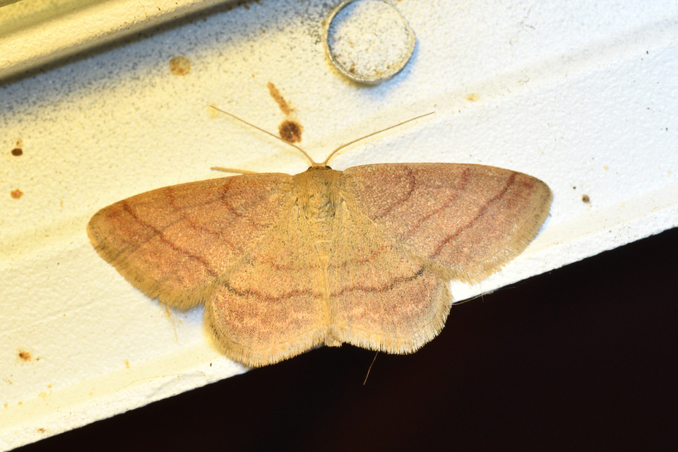 Scopula rubiginata - réti pirosaraszoló