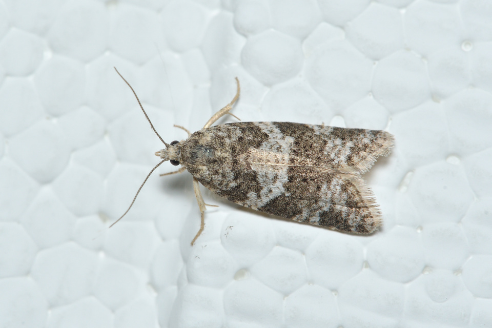 Cnephasia communana - közönséges sodrómoly