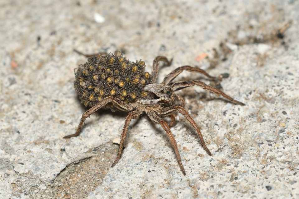 Alopecosa striatipes/mariae