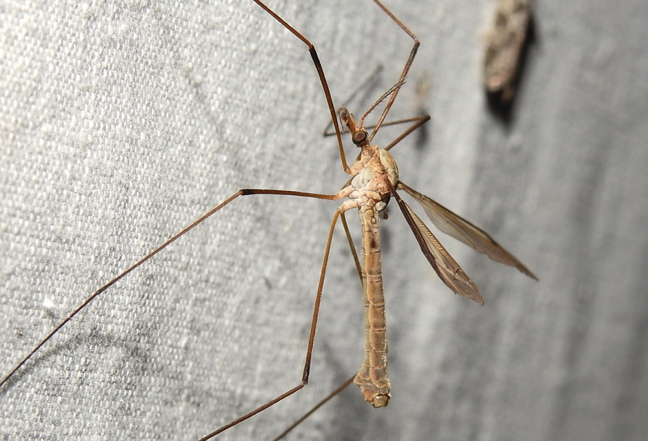 Tipula