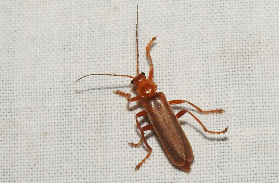 Cantharis rufa - rőt lágybogár