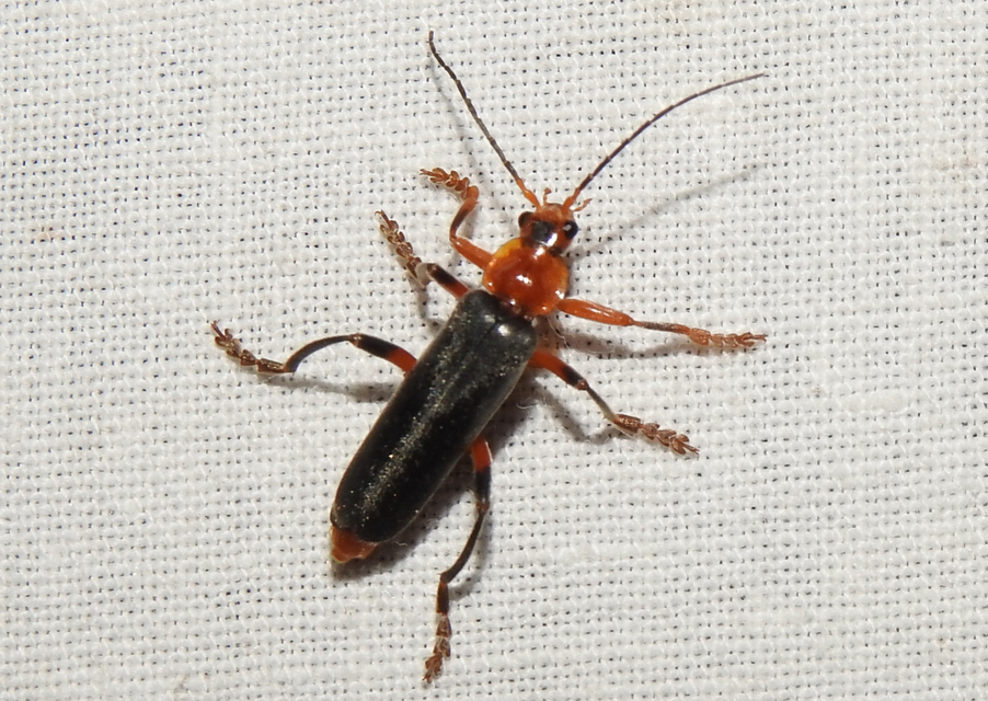Cantharis livida - mezei lágybogár