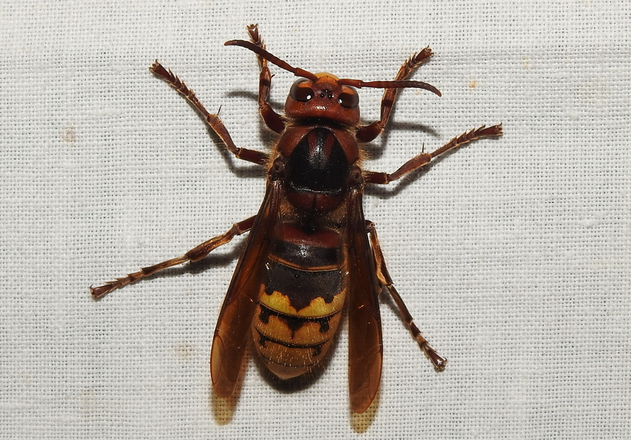 Vespa crabro - lódarázs