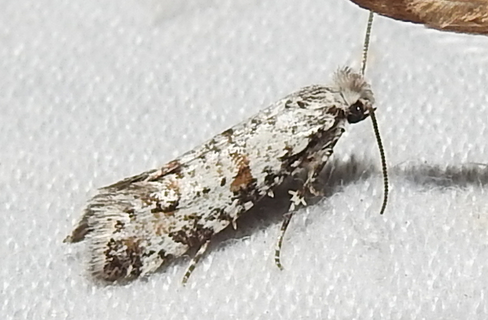 Scythropia crataegella - galagonya-pókhálósmoly