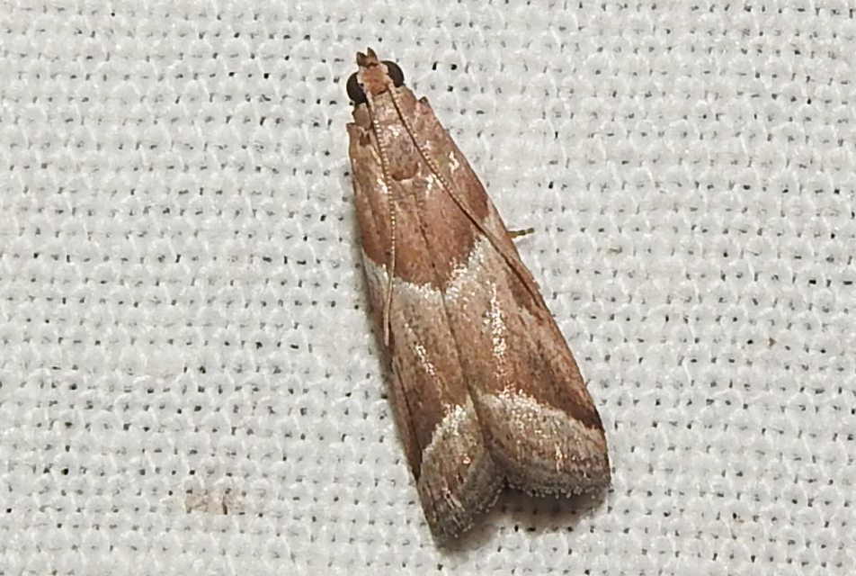 Nyctegretis lineana - agátszínű karcsúmoly