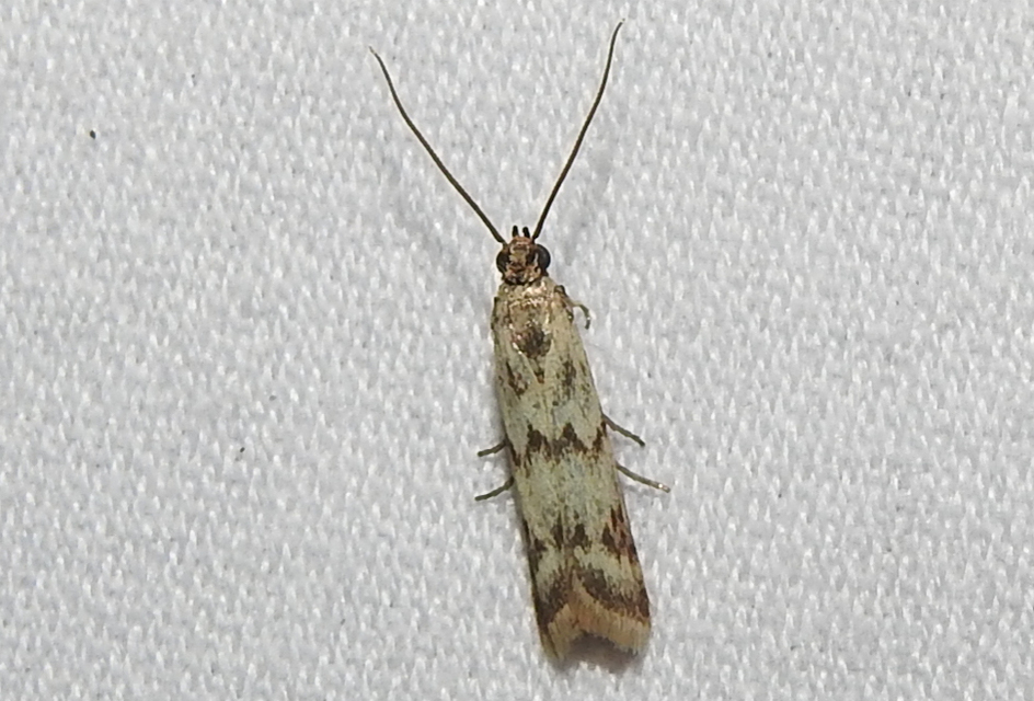 Homoeosoma sinuella - agyagsárga karcsúmoly