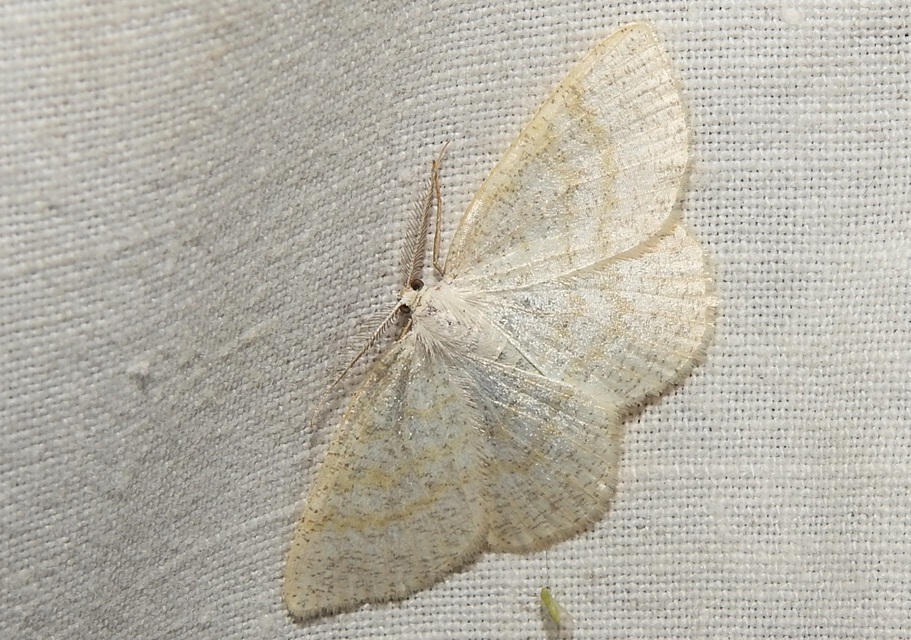 Cabera exanthemata - pettyes égeraraszoló