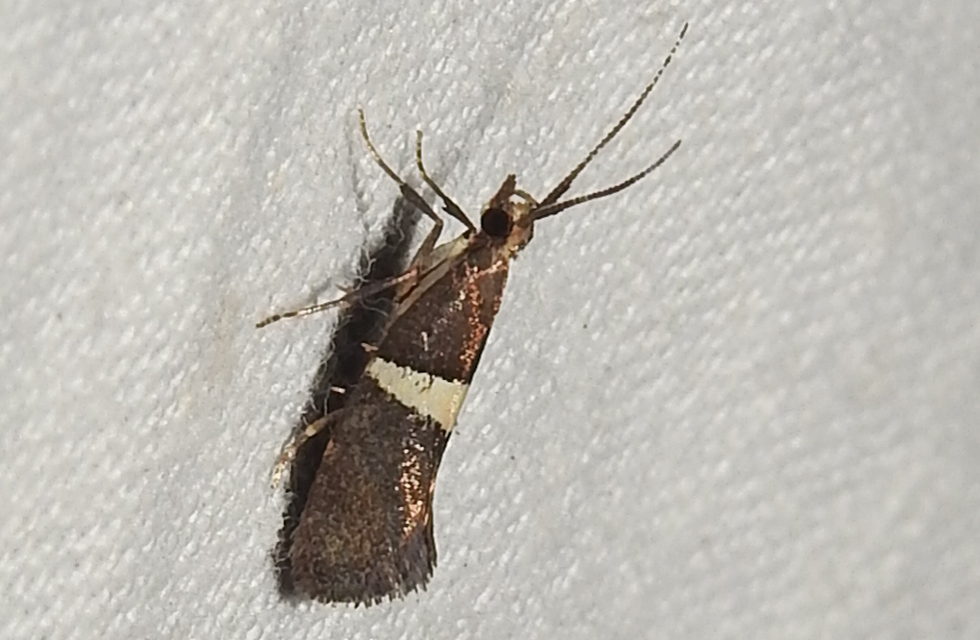 Eidophasia messingiella - kakukktormamoly