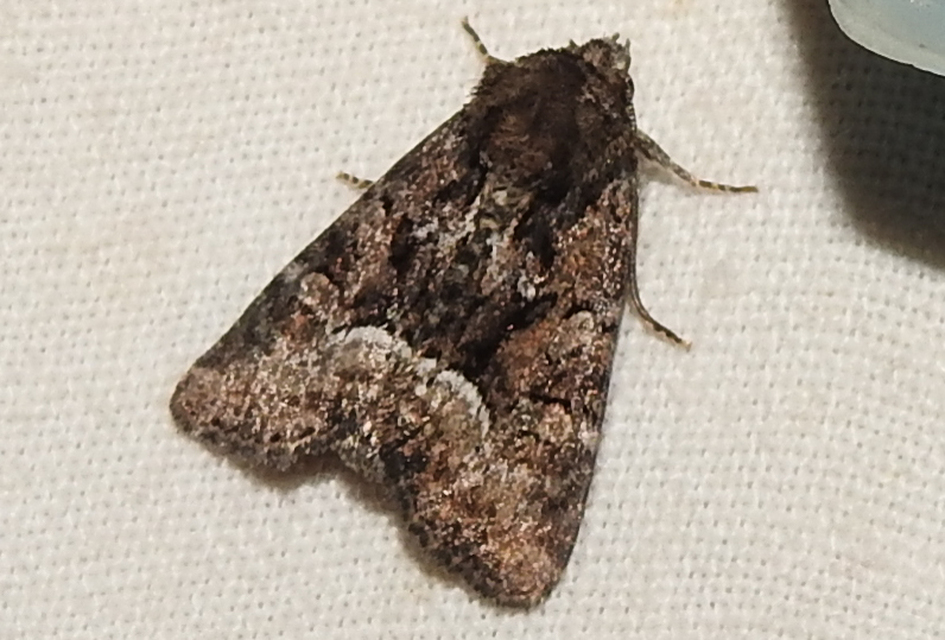 Oligia strigilis/latruncula/versicolor