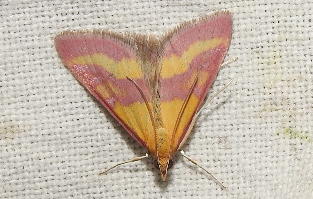 Pyrausta sanguinalis/virginalis
