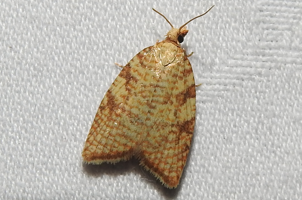 Aleimma loeflingiana - tölgylevél-sodrómoly Aleimma loeflingiana - tölgylevél-sodrómoly
