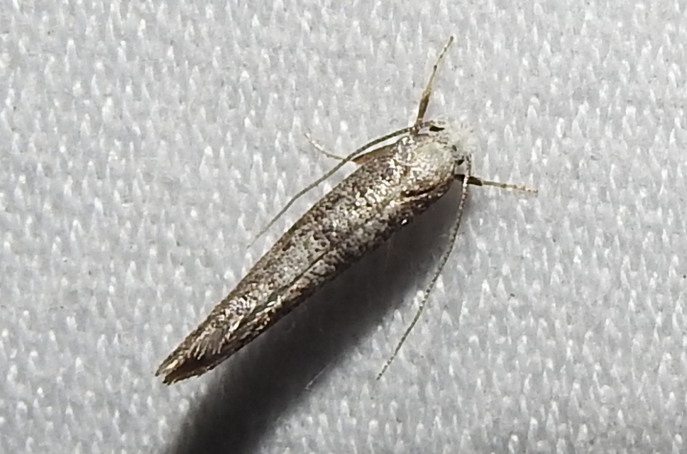 Yponomeutidae - pókhálós-molyfélék