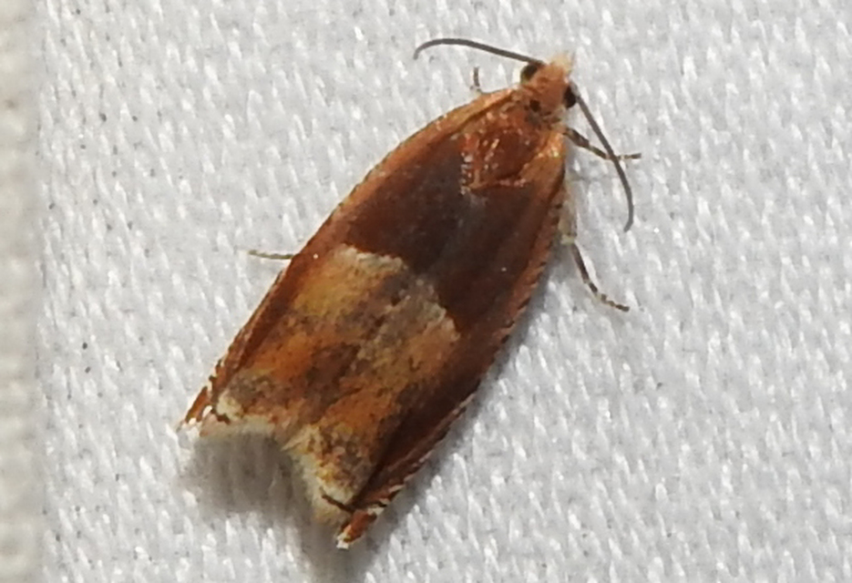 Ancylis mitterbacheriana - tölgysodró horgasmoly