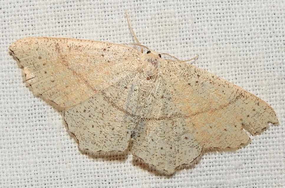Cyclophora punctaria - sávos pettyesaraszoló